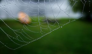 Preview wallpaper cobweb, drops, macro, water, blur