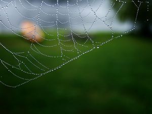 Preview wallpaper cobweb, drops, macro, water, blur