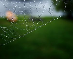 Preview wallpaper cobweb, drops, macro, water, blur