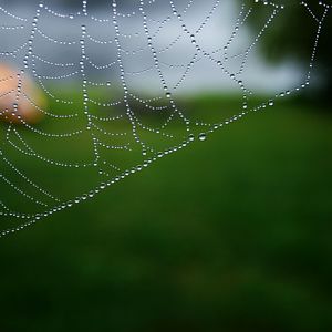 Preview wallpaper cobweb, drops, macro, water, blur