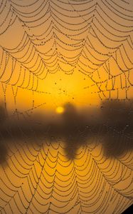 Preview wallpaper cobweb, drops, macro, wet, blur