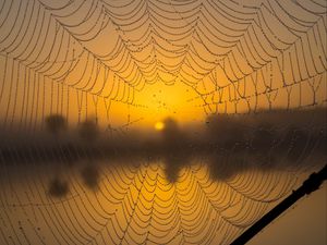 Preview wallpaper cobweb, drops, macro, wet, blur