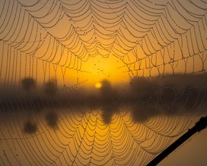 Preview wallpaper cobweb, drops, macro, wet, blur