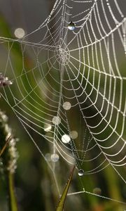 Preview wallpaper cobweb, drops, macro, grass, dew