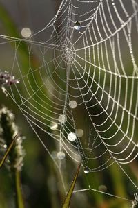 Preview wallpaper cobweb, drops, macro, grass, dew