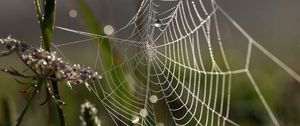 Preview wallpaper cobweb, drops, macro, grass, dew