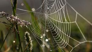 Preview wallpaper cobweb, drops, macro, grass, dew