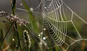 Preview wallpaper cobweb, drops, macro, grass, dew