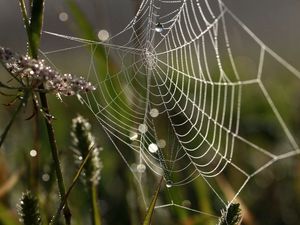 Preview wallpaper cobweb, drops, macro, grass, dew