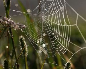 Preview wallpaper cobweb, drops, macro, grass, dew