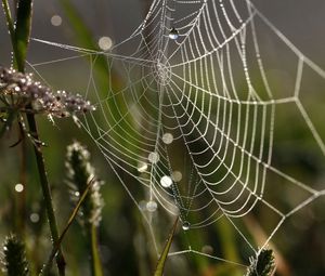 Preview wallpaper cobweb, drops, macro, grass, dew