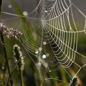 Preview wallpaper cobweb, drops, macro, grass, dew