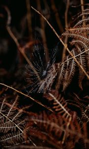 Preview wallpaper cobweb, drops, macro, fern, nature