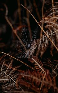 Preview wallpaper cobweb, drops, macro, fern, nature