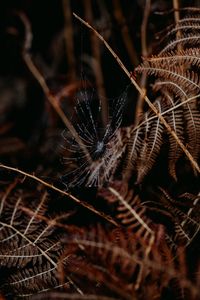 Preview wallpaper cobweb, drops, macro, fern, nature