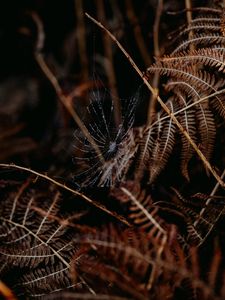 Preview wallpaper cobweb, drops, macro, fern, nature