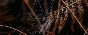 Preview wallpaper cobweb, drops, macro, fern, nature