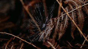 Preview wallpaper cobweb, drops, macro, fern, nature