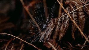 Preview wallpaper cobweb, drops, macro, fern, nature