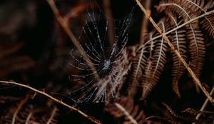 Preview wallpaper cobweb, drops, macro, fern, nature