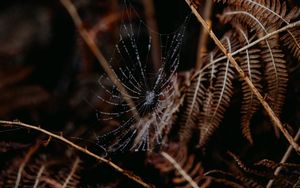Preview wallpaper cobweb, drops, macro, fern, nature
