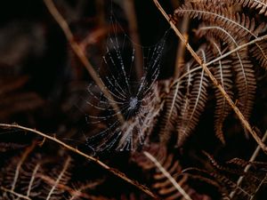 Preview wallpaper cobweb, drops, macro, fern, nature