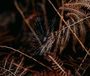 Preview wallpaper cobweb, drops, macro, fern, nature