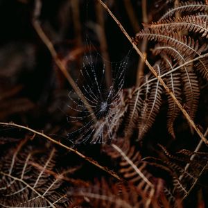 Preview wallpaper cobweb, drops, macro, fern, nature