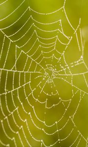 Preview wallpaper cobweb, drops, macro, wet, green