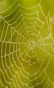 Preview wallpaper cobweb, drops, macro, wet, green