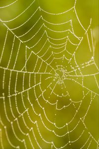 Preview wallpaper cobweb, drops, macro, wet, green