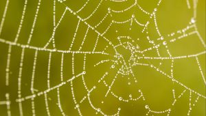 Preview wallpaper cobweb, drops, macro, wet, green