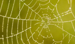 Preview wallpaper cobweb, drops, macro, wet, green