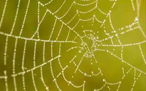 Preview wallpaper cobweb, drops, macro, wet, green