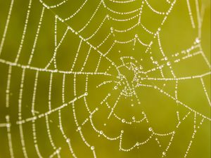 Preview wallpaper cobweb, drops, macro, wet, green