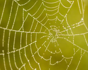 Preview wallpaper cobweb, drops, macro, wet, green