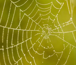 Preview wallpaper cobweb, drops, macro, wet, green