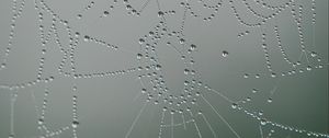 Preview wallpaper cobweb, drops, macro, grey