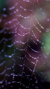 Preview wallpaper cobweb, drops, macro, dark