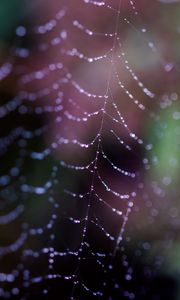 Preview wallpaper cobweb, drops, macro, dark