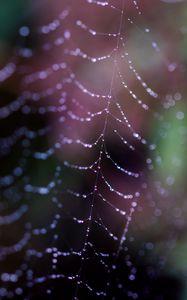 Preview wallpaper cobweb, drops, macro, dark