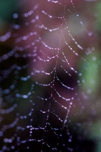 Preview wallpaper cobweb, drops, macro, dark