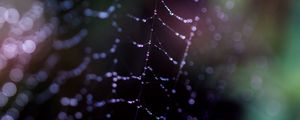 Preview wallpaper cobweb, drops, macro, dark