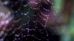 Preview wallpaper cobweb, drops, macro, dark