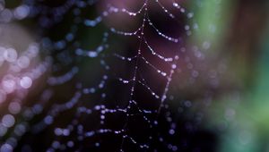 Preview wallpaper cobweb, drops, macro, dark