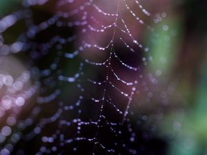 Preview wallpaper cobweb, drops, macro, dark