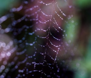 Preview wallpaper cobweb, drops, macro, dark