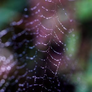 Preview wallpaper cobweb, drops, macro, dark