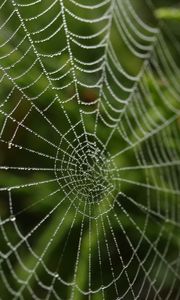 Preview wallpaper cobweb, drops, macro, blur