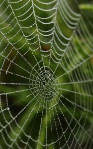 Preview wallpaper cobweb, drops, macro, blur